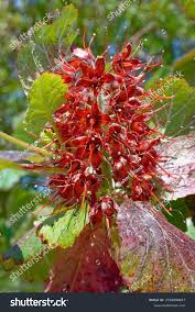 Image result for Greyia