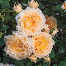 Flowers by edith promo code. Edith S Darling Rose K Van Bourgondien Wholesale Flower Bulbs And Perennials