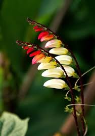 Image result for Mina lobata