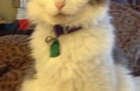 Maybe you would like to learn more about one of these? Gardendale Pet Clinic 1143 Pecan Ave Gardendale Al 35071 Yp Com