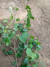 Image result for Tylosema fassoglensis