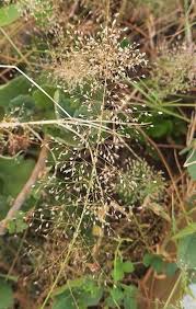 Image result for Eragrostis nindensis