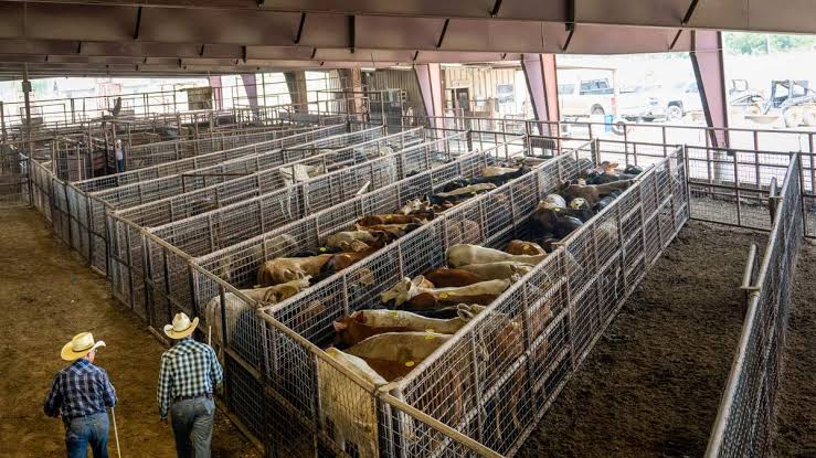Mexico cattle return to US as more beef imports expected; cartels now into cattle trade as Americans pay more for beef