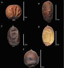 Image result for Diospyros ferrea