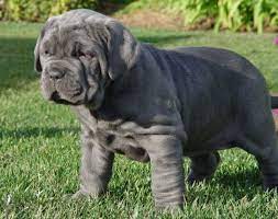 Its History Neapolitan Mastiff Standard Breeders Neapolitan Mastiff Puppies Shenki Mastifa Samye Milye Zhivotnye Tovary Dlya Zhivotnyh