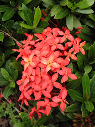 Image result for Ixora phellopus