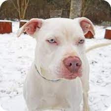 Full grown white pitbull with blue eyes. Pin On Cute Puppies