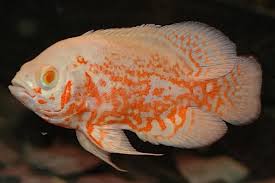 Default sorting sort by popularity sort by average rating sort by latest sort by price: Oscars Fighting How Can You Stop It Coolfish Network