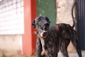 The greyhound bus service website. Leid Hinter Der Rennbahnkulisse Greyhounds In Irland Hunde