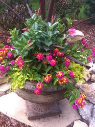 21 Flowering Container Garden Plants For Sunny Spots Fancydecors Patio Flowers Full Sun Container Plants Plants
