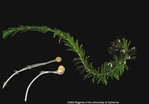 Image result for Hydrolea brevistyla