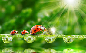 See more ideas about good morning, good morning images, morning images. Rika Blog Romantic Good Morning Images With Dew Drops