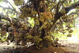 This may seem distressing, but it will give the young tree the ability to concentrate on establishing strong roots. Biblical Fig Tree In Kerala Sundayfarmer