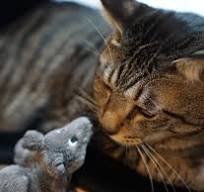 猫年じゃないけど、よろしくニャ」 ネズミの子分を従えた愛猫 ...