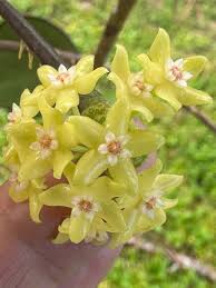 Image result for Polystachya laurentii