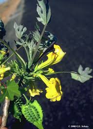 Image result for Pedaliaceae