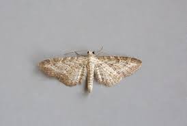 Image result for Eupithecia subumbrata