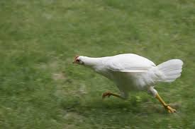 Running Chicken Google Sok