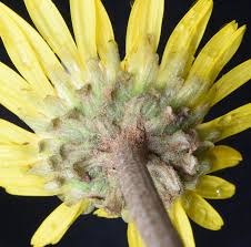 Image result for Haplocarpha scaposa