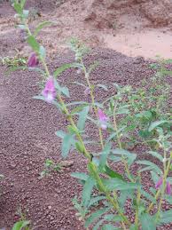 Image result for Sesamum angustifolium