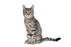 Cat Breeds A–Z Ultimate Guide • Purrfect Cat Breeds
