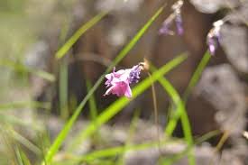 Image result for Dierama cupuliflorum