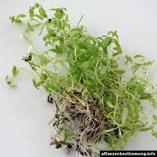 Image result for Callitriche