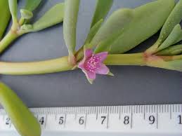 Image result for Sesuvium portulacastrum