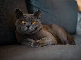 British Shorthair Fiyatlari Nelerdir