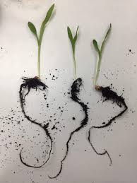 Berdasarkan pengalaman kami,terjadinya perkecambahan pada biji kacang hijau dengan menggunakan media kapas waktu yang dibutuhkan adalah 5 hari.sehingga variabel respon. Laporan Minggu 5 Amali 2 Percambahan Biji Benih 03 03 2019 09 03 2019 Daisy Garden