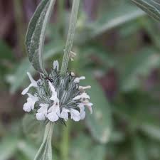 Image result for Acrotome hispida