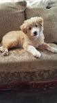 Meet the Australian Shepherd Golden Retriever Mix - My Dog ...