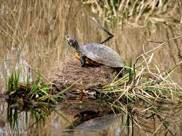 La tortue de floride est une espèce qui a été introduite en europe et en asie, principalement dans les années 1970. Definition Tortue De Floride Trachemys Scripta Futura Planete