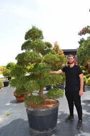 Cultivated in japan for centuries, it is today one of the most popular evergreenlandscape plants in the united states. Japanese Holly Boxleaf Holly Box Leaved Holly Kinme Ilex Crenata Kinme Bonsai Aquifoliaceae Sms Marmara Group