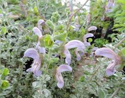 Image result for Argyrolobium tomentosum