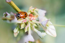 Lunch & Learn: What's Bugging Your Garden?