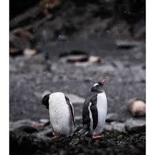 9 Begenme 1 Yorum Instagram Da Turgay Uzer Aka Jim S Dad Upgrademeforfree Stop Preening It Will Be A White Xm Animals Friends My Animal Penguin S