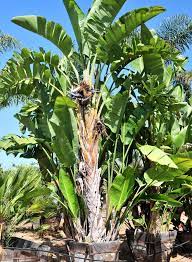This plant has a unique shape, a beautiful array of colors, and can be found on tropical islands. Giant Bird Of Paradise Plant Profile Oxley Nursery Brisbane