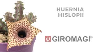 Image result for Huernia hislopii