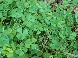 Image result for Marsilea minuta