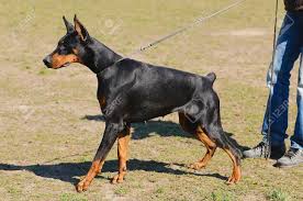 They're often both black with similar tan markings, they both frequently have cropped ears and docked tails. Black Doberman Pinscher With Owner In Dog School Stock Photo Picture And Royalty Free Image Image 44322644