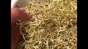 You'll also need fresh, filtered water to soak and rinse the seeds multiple times each day over the 7 to 10 days needed to grow the sprouts. How To Grow Broccoli Sprouts Youtube Arxiusarquitectura