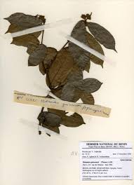 Image result for Motandra