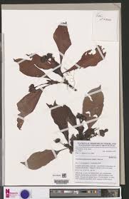 Image result for Psychotria hypsophila