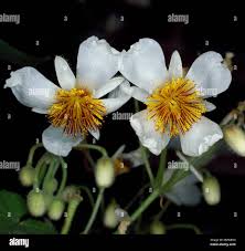 Image result for Sparrmannia africana