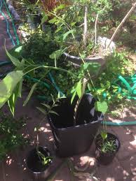 Image result for Abutilon englerianum