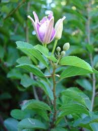 Image result for Grewia glandulosa