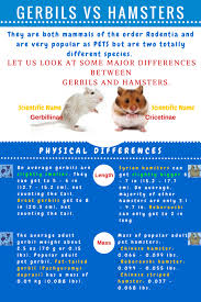 The Major Differences Between Gerbils And Hamsters Infographic I Love Pets Gerbil Gerbil Vs Hamster Syrian Hamster