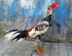 Gambar ayam animasi keren terbaik. Ayam Bangkok Bagus Lengkap Dengan Gambar Dan Cirinya Ayam Bangkok Aduan Ayam Bangkok Ayam Thailand