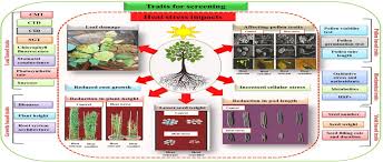 Frontiers Identification And Characterization Of Contrasting Genotypes Cultivars For Developing Heat Tolerance In Agricultural Crops Current Status And Prospects Plant Science